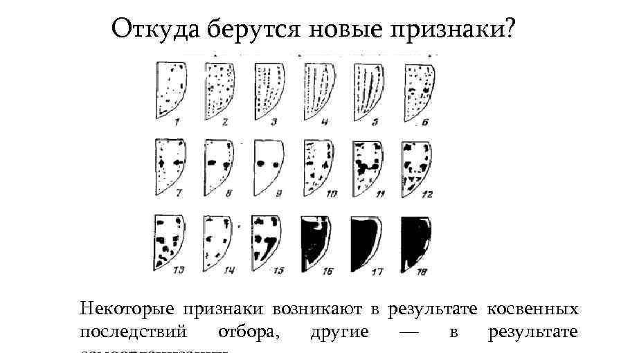 Откуда берутся новые признаки? Некоторые признаки возникают в результате косвенных последствий отбора, другие —