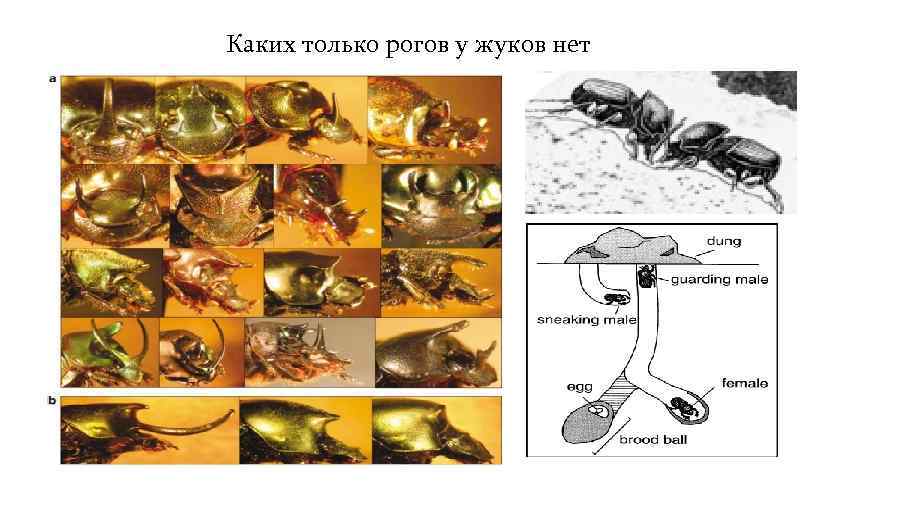 Каких только рогов у жуков нет 