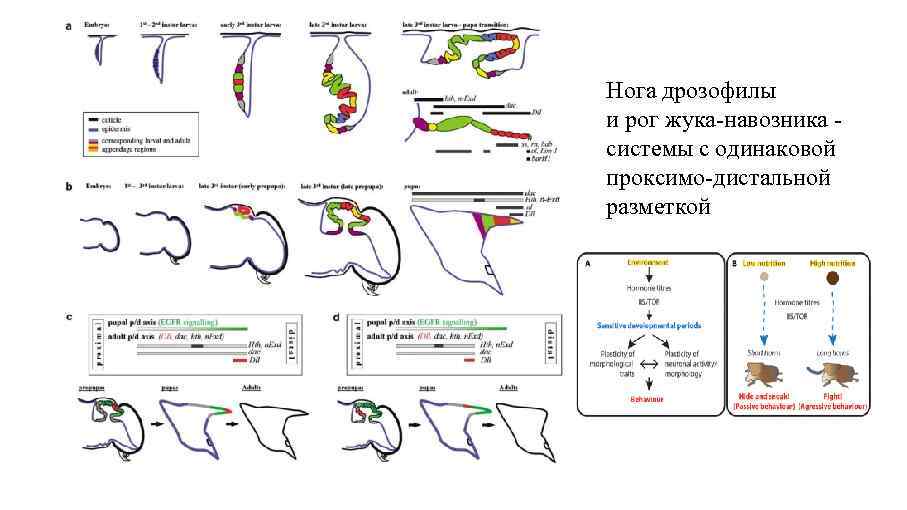 Нога дрозофилы и рог жука-навозника системы с одинаковой проксимо-дистальной разметкой 