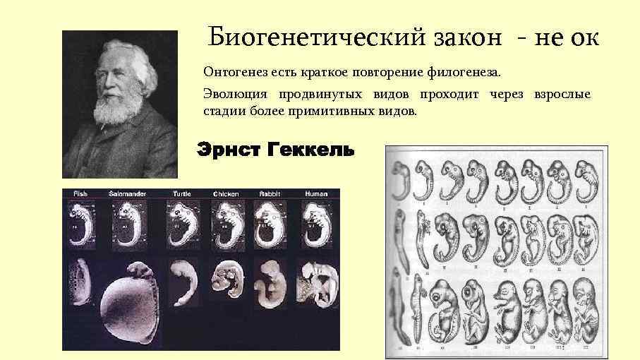 Биогенетический закон - не ок Онтогенез есть краткое повторение филогенеза. Эволюция продвинутых видов проходит