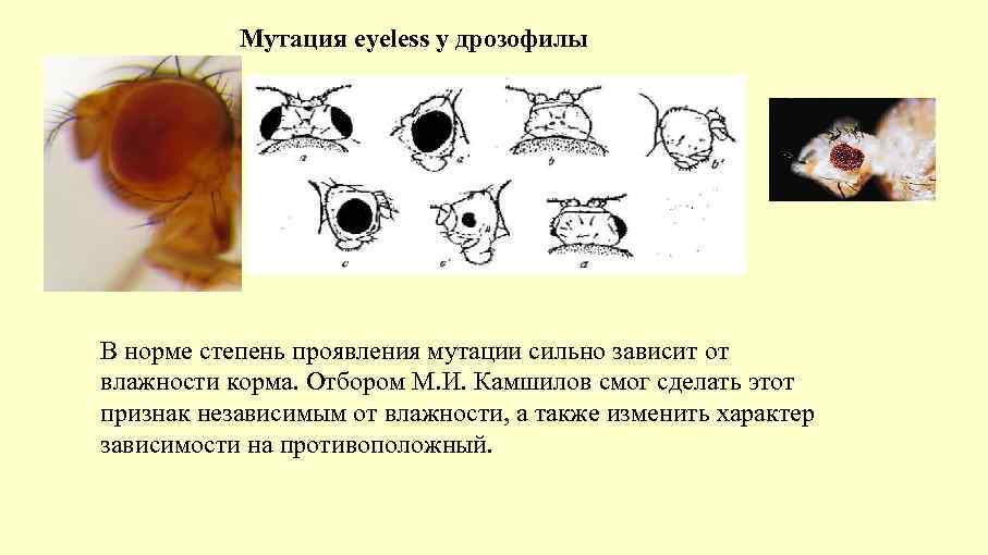 Мутация eyeless у дрозофилы В норме степень проявления мутации сильно зависит от влажности корма.