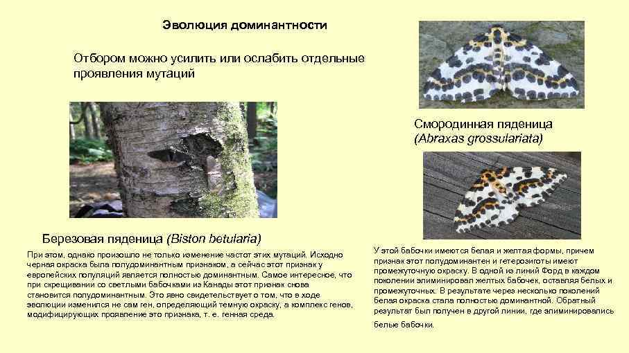 Эволюция доминантности Отбором можно усилить или ослабить отдельные проявления мутаций Смородинная пяденица (Abraxas grossulariata)