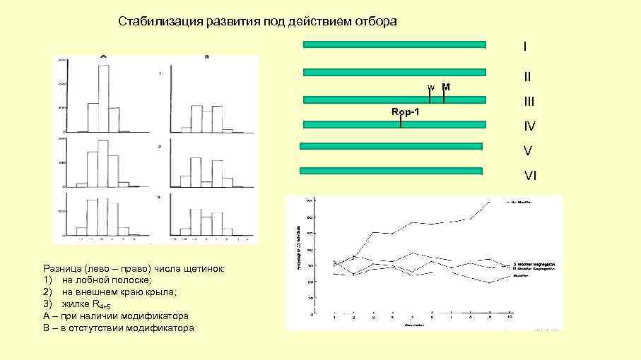 Стабилизация развития под действием отбора I w M Rop-1 II IV V VI Разница