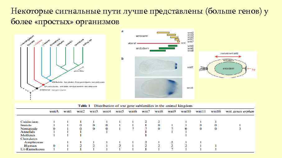 Некоторые сигнальные пути лучше представлены (больше генов) у более «простых» организмов 