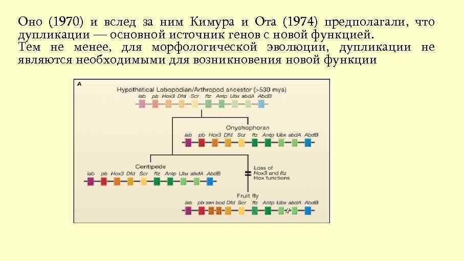 Оно (1970) и вслед за ним Кимура и Ота (1974) предполагали, что дупликации —