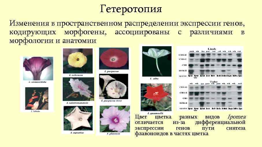 Гетеротопия. Гетеротропия это в биологии. Пример гетеротропии. Гетеротопия это в биологии примеры. Гетеротопия примеры у человека.