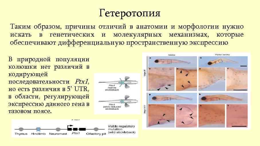 Гетеротопия Таким образом, причины отличий в анатомии и морфологии нужно искать в генетических и