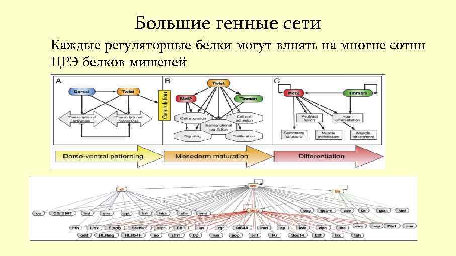 Большие генные сети Каждые регуляторные белки могут влиять на многие сотни ЦРЭ белков-мишеней 