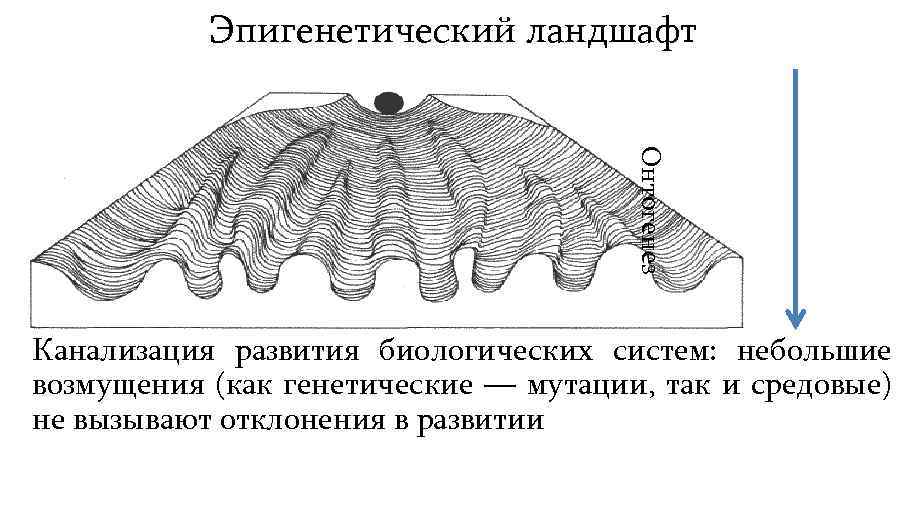 Эпигенетический ландшафт уоддингтона рисунок