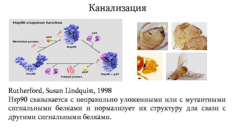 Канализация Rutherford, Susan Lindquist, 1998 Hsp 90 связывается с неправильно уложенными или с мутантными