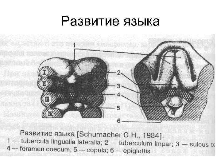 Развитие языка 