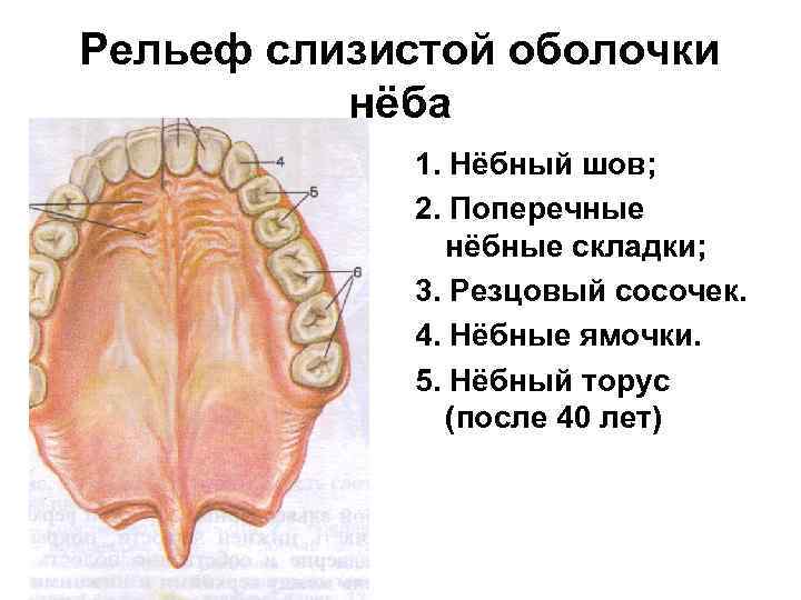 Рельеф слизистой оболочки нёба 1. Нёбный шов; 2. Поперечные нёбные складки; 3. Резцовый сосочек.