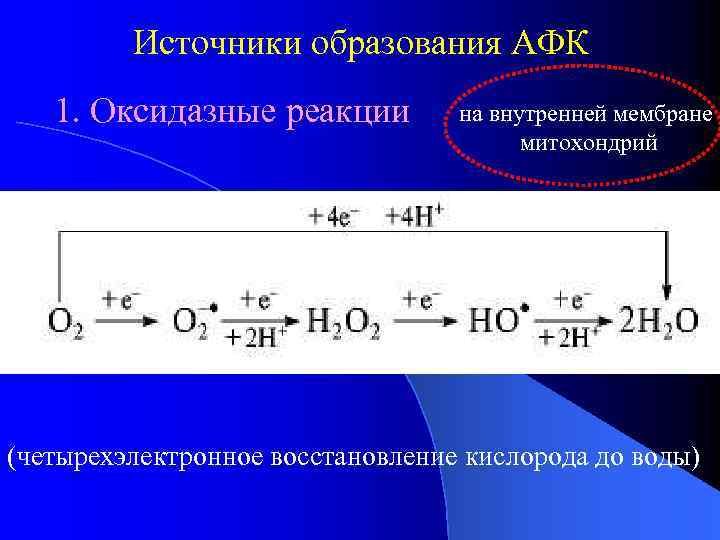 Источники образования АФК 1. Оксидазные реакции на внутренней мембране митохондрий (четырехэлектронное восстановление кислорода до