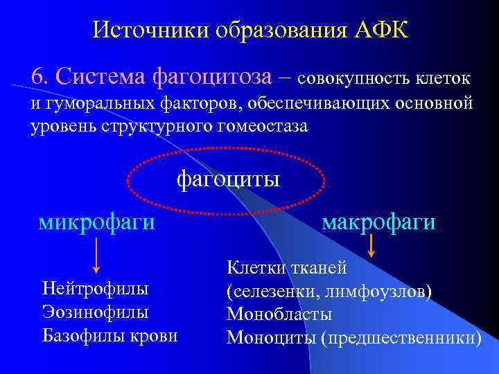 Источники образования АФК 6. Система фагоцитоза – совокупность клеток и гуморальных факторов, обеспечивающих основной