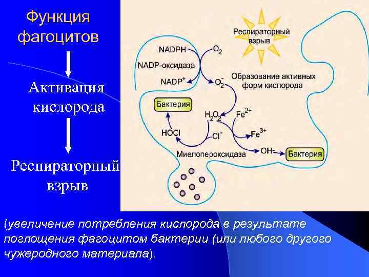 Функция фагоцитов Активация кислорода Респираторный взрыв (увеличение потребления кислорода в результате поглощения фагоцитом бактерии