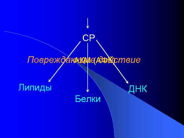 СР Повреждающее действие АКМ (АФК) Липиды Белки ДНК 