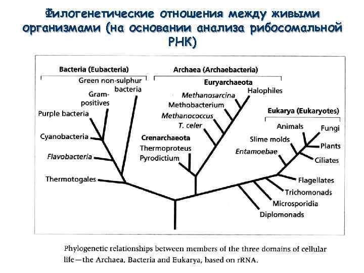 Филогенетические отношения между живыми организмами (на основании анализа рибосомальной РНК) 