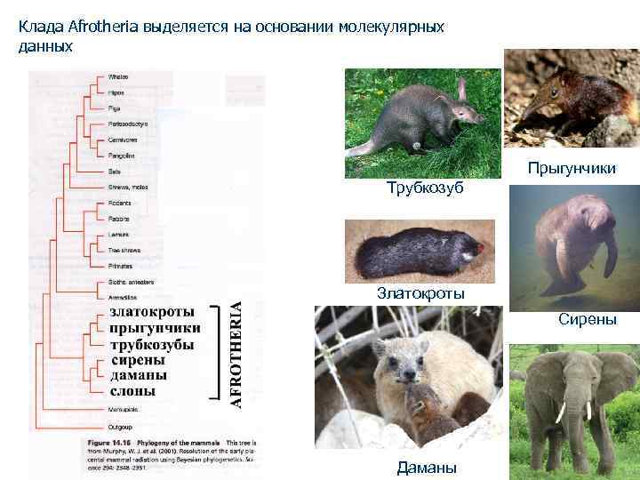 Клада Afrotheria выделяется на основании молекулярных данных Прыгунчики Трубкозуб Златокроты Сирены Даманы 