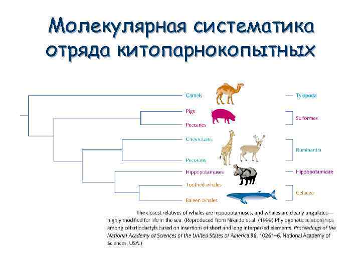 Эволюция млекопитающих схема