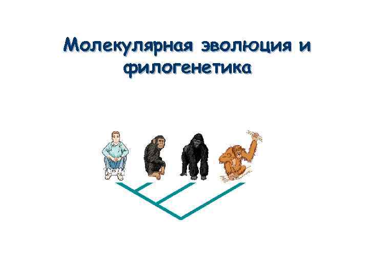 Молекулярная эволюция и филогенетика 