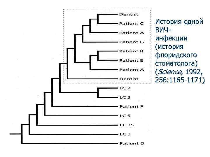 История одной ВИЧинфекции (история Истрия флоридского стоматолога) (Science, 1992, 256: 1165 -1171) 