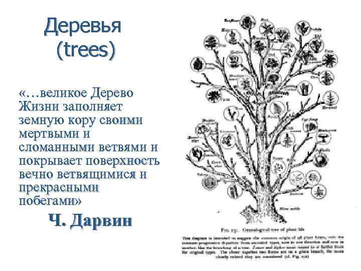 Деревья (trees) «…великое Дерево Жизни заполняет земную кору своими мертвыми и сломанными ветвями и