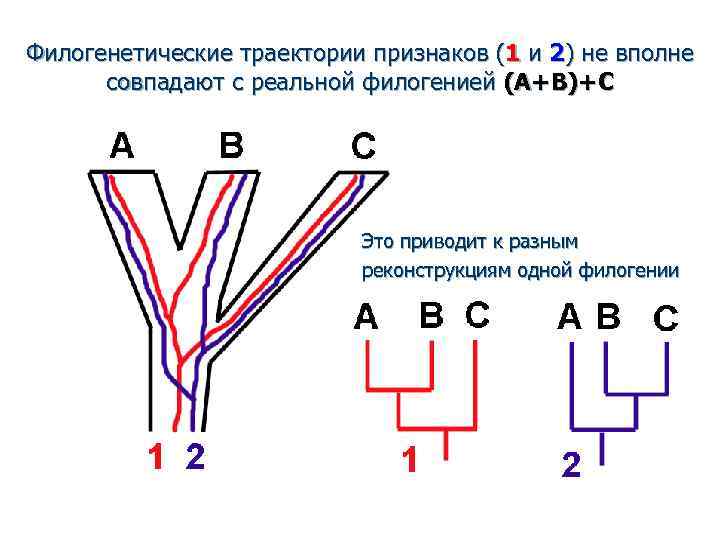 Филогенетические траектории признаков (1 и 2) не вполне совпадают с реальной филогенией (A+B)+C Это