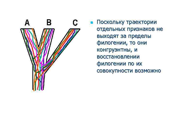 n Поскольку траектории отдельных признаков не выходят за пределы филогении, то они конгруэнтны, и