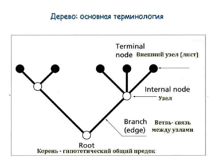 Дерево: основная терминология 