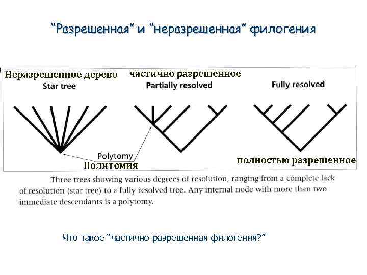 “Разрешенная” и “неразрешенная” филогения Что такое “частично разрешенная филогения? ” 