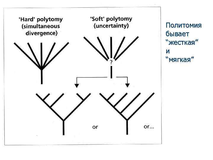 Политомия бывает “жесткая” и “мягкая” 