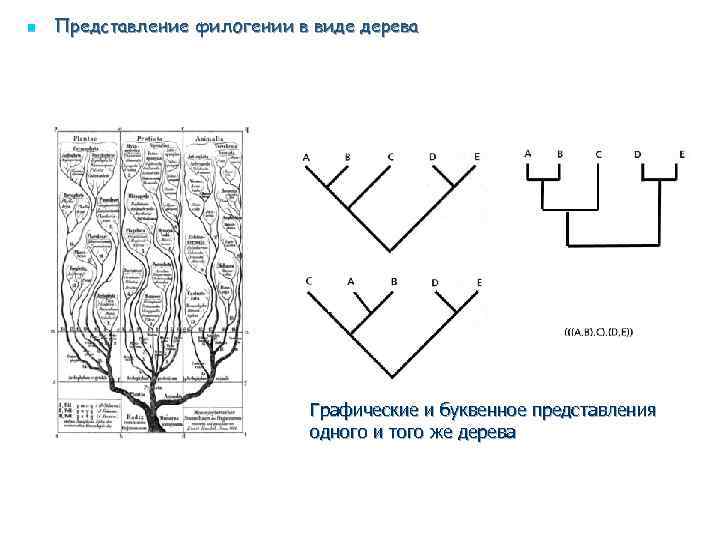 n Представление филогении в виде дерева Графические и буквенное представления одного и того же