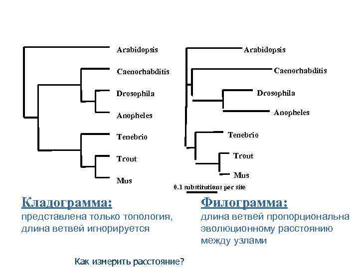 Arabidopsis Caenorhabditis Drosophila Anopheles Tenebrio Trout Mus 0. 1 substitutions per site Кладограмма: Филограмма: