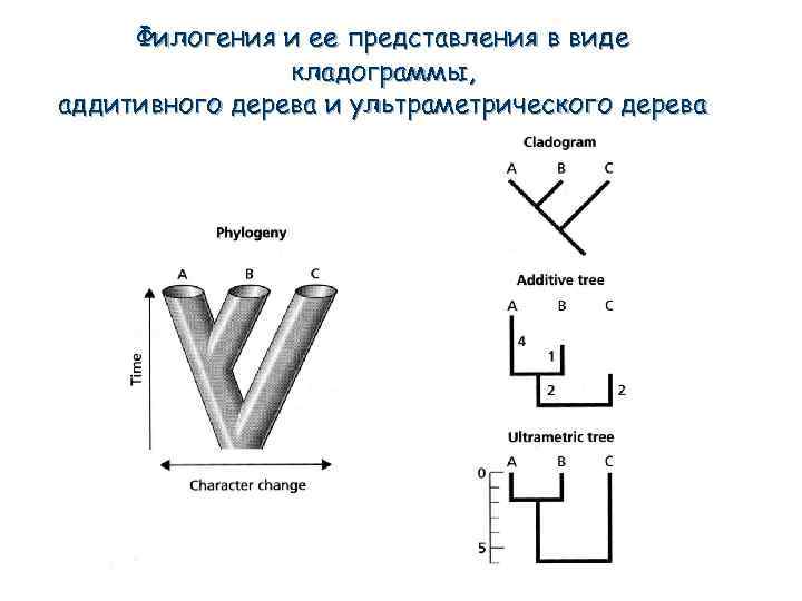 Филогения и ее представления в виде кладограммы, аддитивного дерева и ультраметрического дерева 