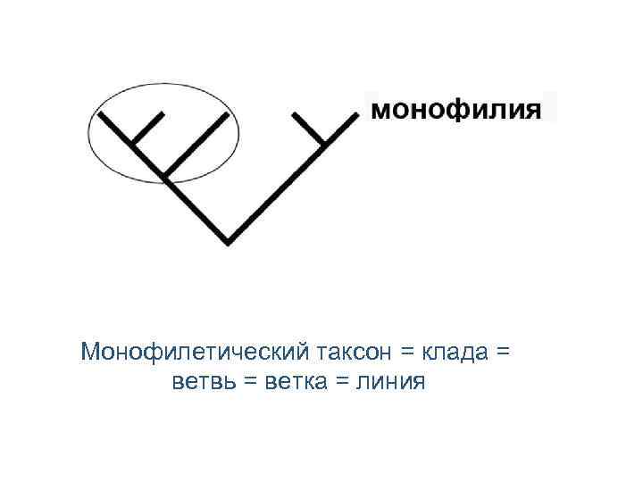 Монофилетический таксон = клада = ветвь = ветка = линия 