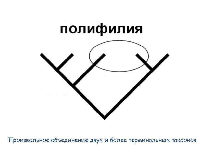 Произвольное объединение двух и более терминальных таксонов 