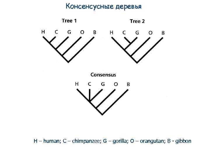 Консенсусные деревья H – human; C – chimpanzee; G – gorilla; O – orangutan;