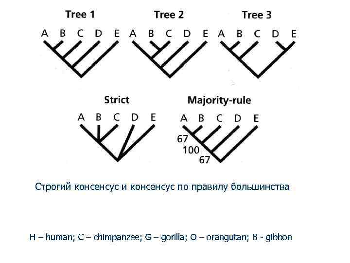 Строгий консенсус и консенсус по правилу большинства H – human; C – chimpanzee; G