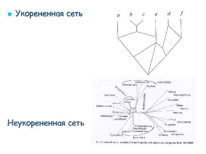 n Укорененная сеть Неукорененная сеть 