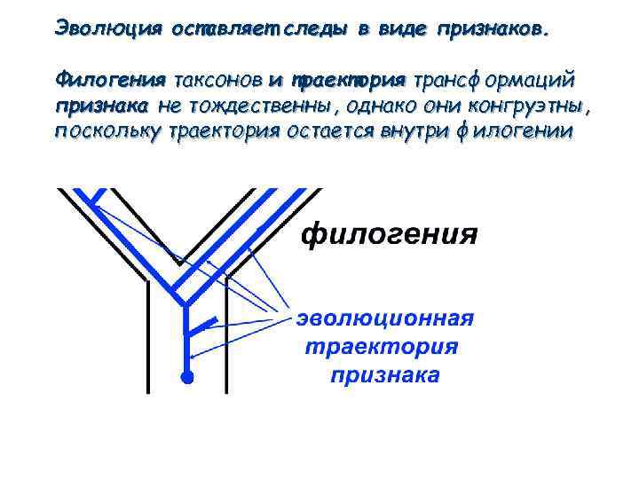 Признаки трансформации. Молекулярная филогенетика.