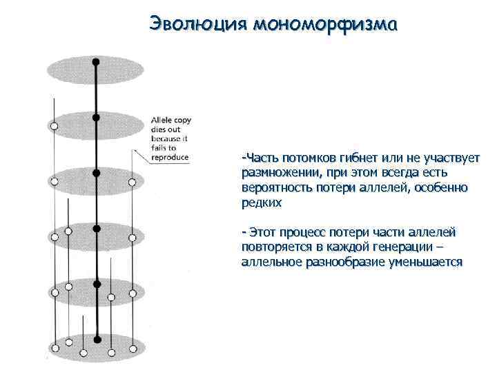 Эволюция мономорфизма -Часть потомков гибнет или не участвует размножении, при этом всегда есть вероятность