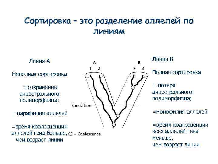 Сортировка – это разделение аллелей по линиям Линия A Неполная сортировка = сохранение анцестрального