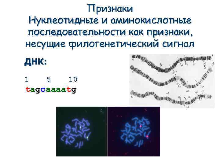 Признаки Нуклеотидные и аминокислотные последовательности как признаки, несущие филогенетический сигнал ДНК: 1 5 10