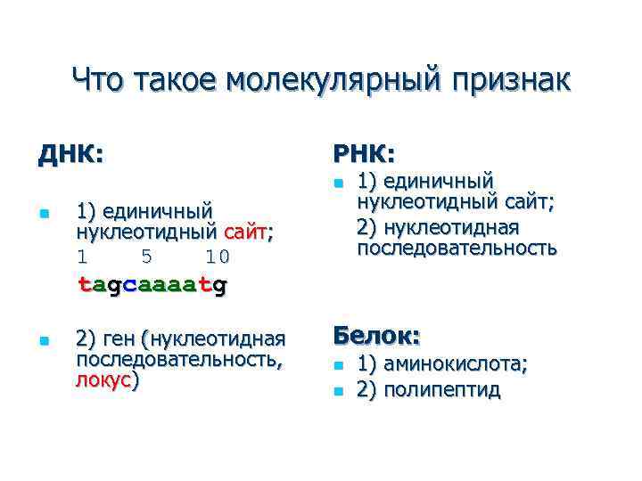 Что такое молекулярный признак ДНК: РНК: n n 1) единичный нуклеотидный сайт; 1 5