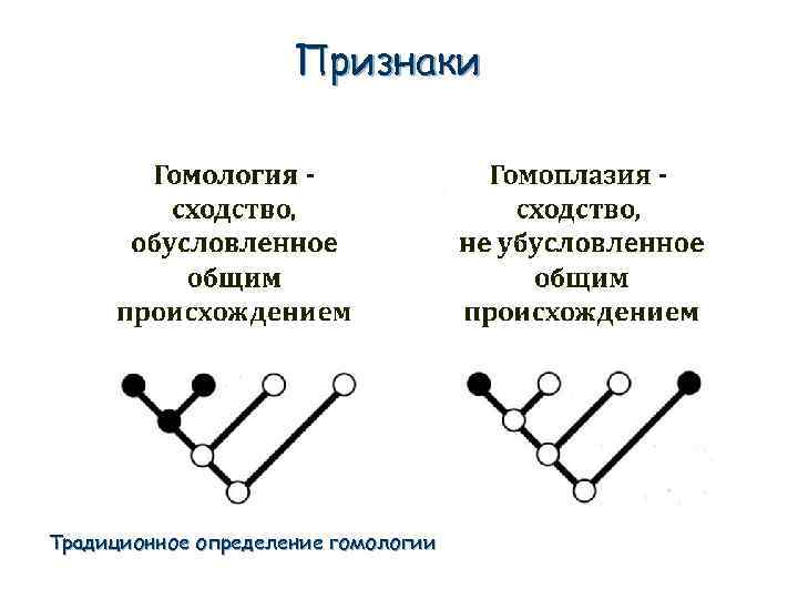 Признаки Традиционное определение гомологии 