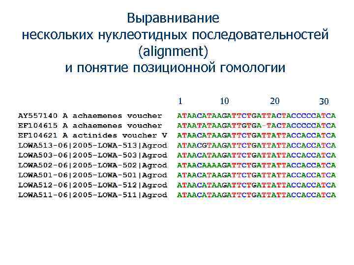 Выравнивание нескольких нуклеотидных последовательностей (alignment) и понятие позиционной гомологии 1 10 20 30 