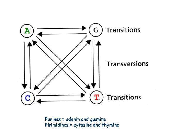 Purines = adenin and guanine Pirimidines = cytosine and thymine 