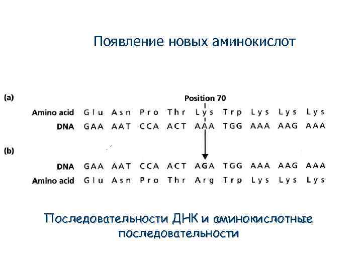 Появление новых аминокислот Последовательности ДНК и аминокислотные последовательности 