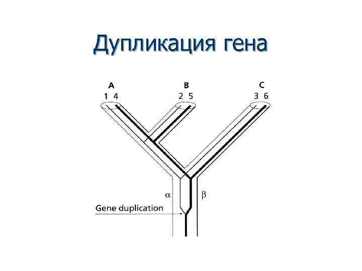 Дупликация гена 