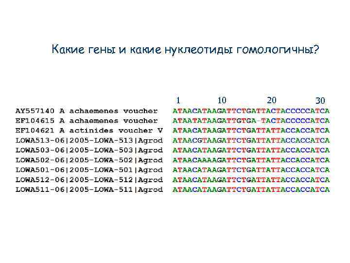 Какие гены и какие нуклеотиды гомологичны? 1 10 20 30 